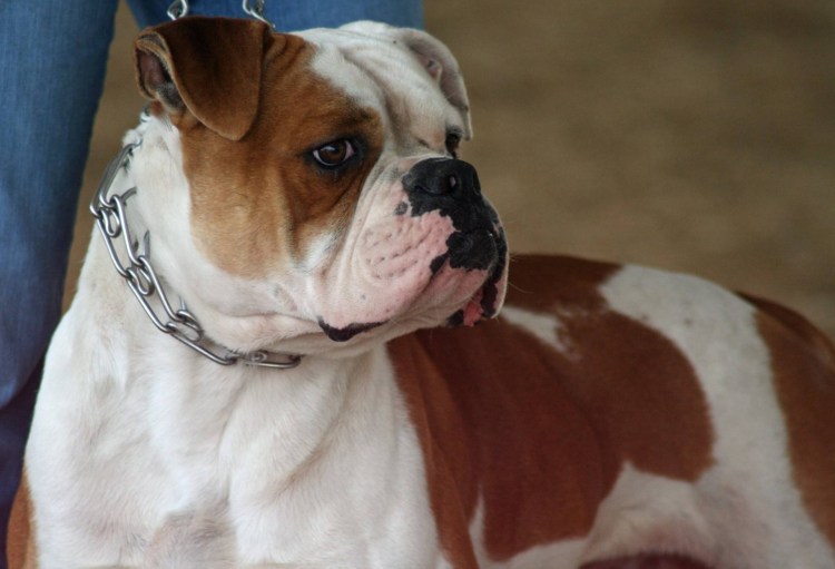 Бульдог Шанель Коко