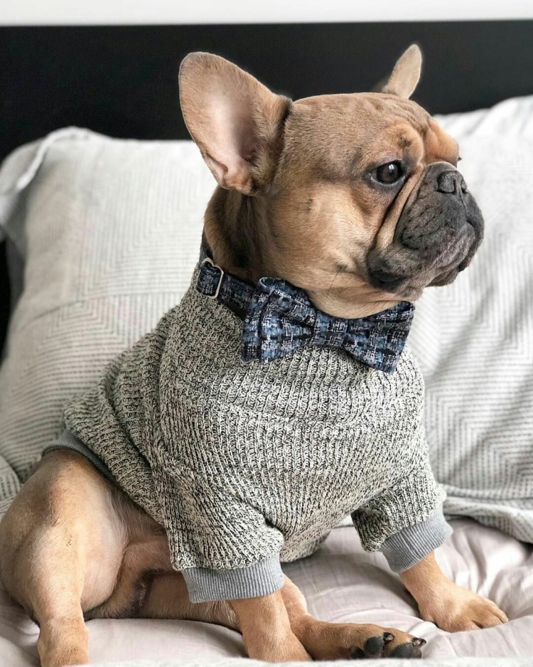 Бульдог мода ЗОЖ это