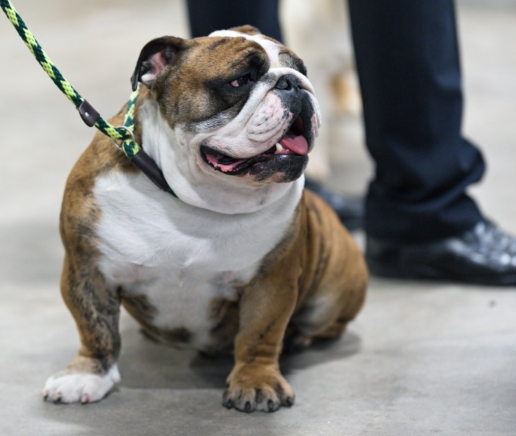 Французский бульдог в костюме