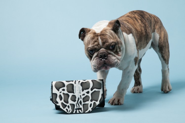 Бульдог в кимоно