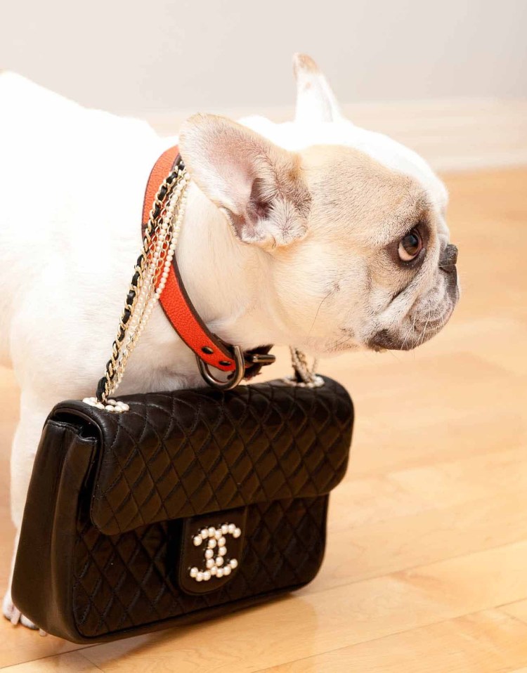 Красивая одежда для французского бульдога