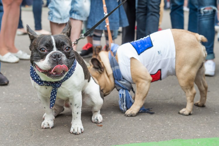 Парал французский бульдогов Москва