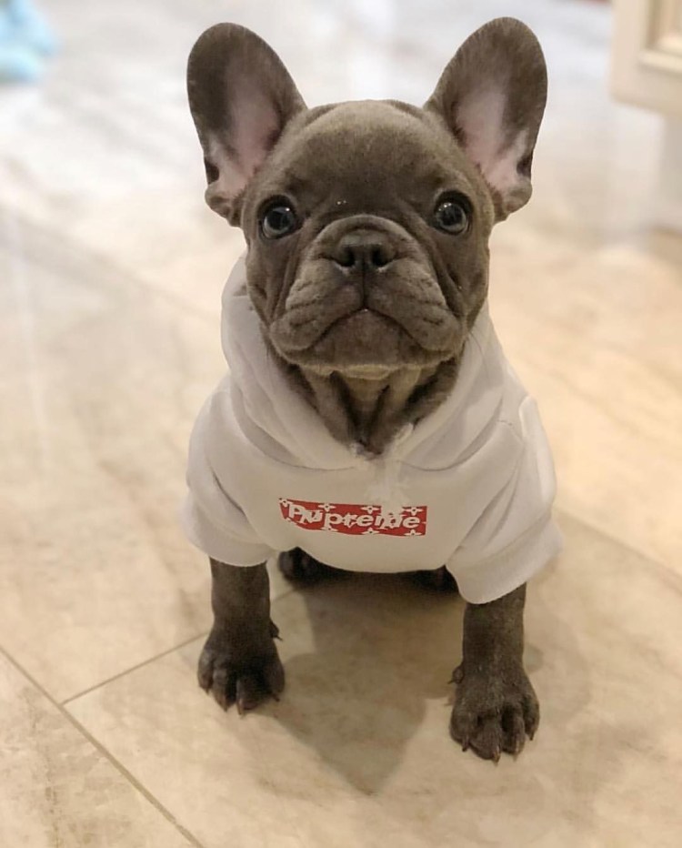 Мопс в костюмчике