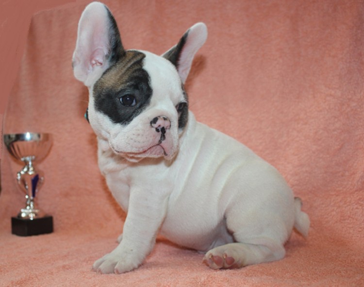 Красивый бульдог Радужный