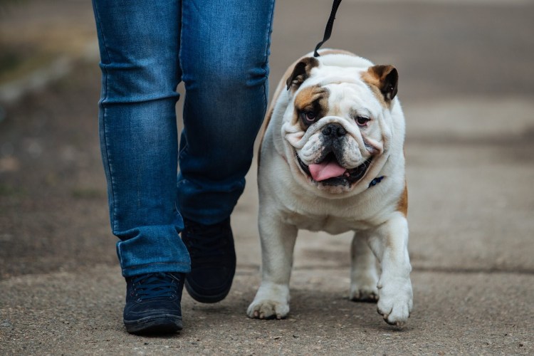 Большие фигурки бульдога