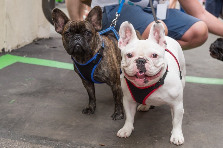 Французский бульдог выставка