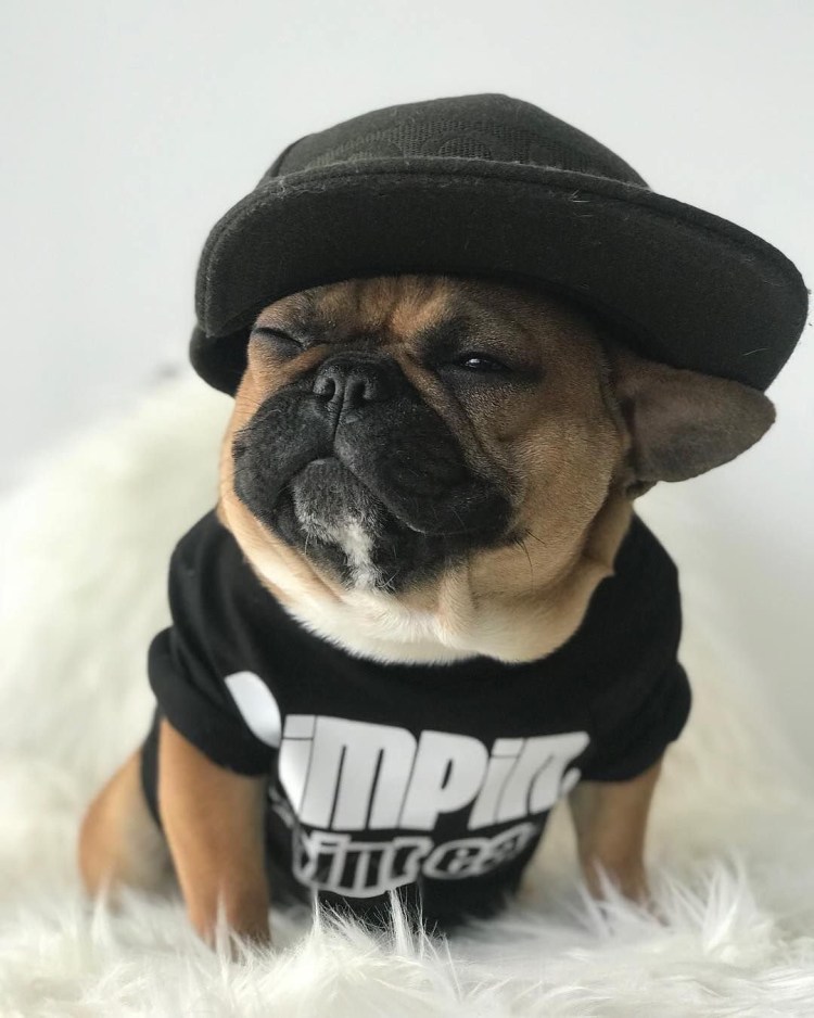 Дизайнерская собака фото