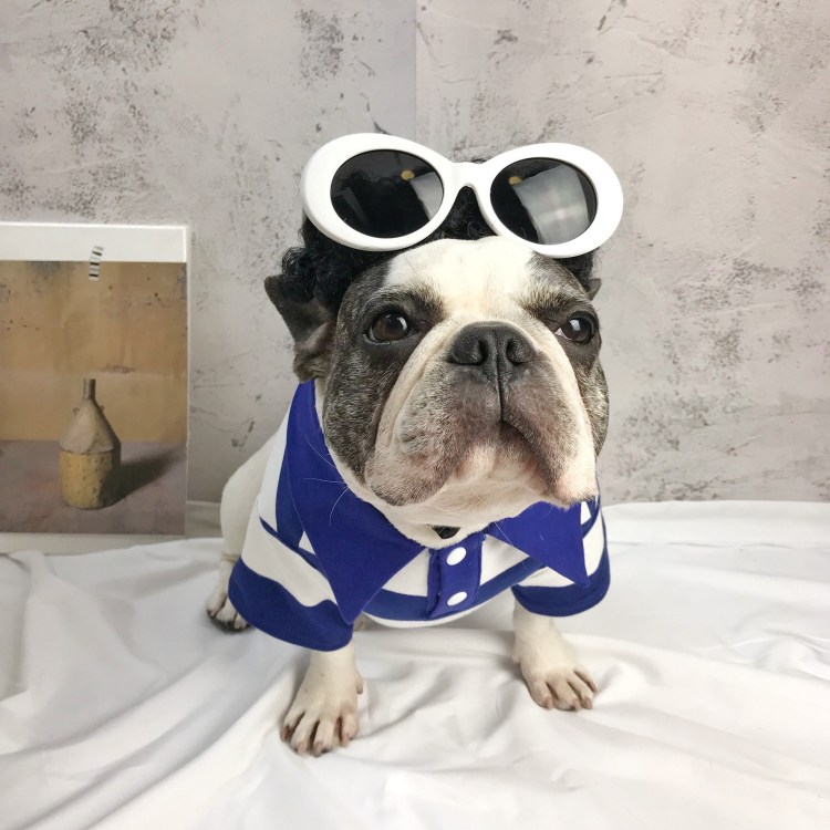 Французский бульдог