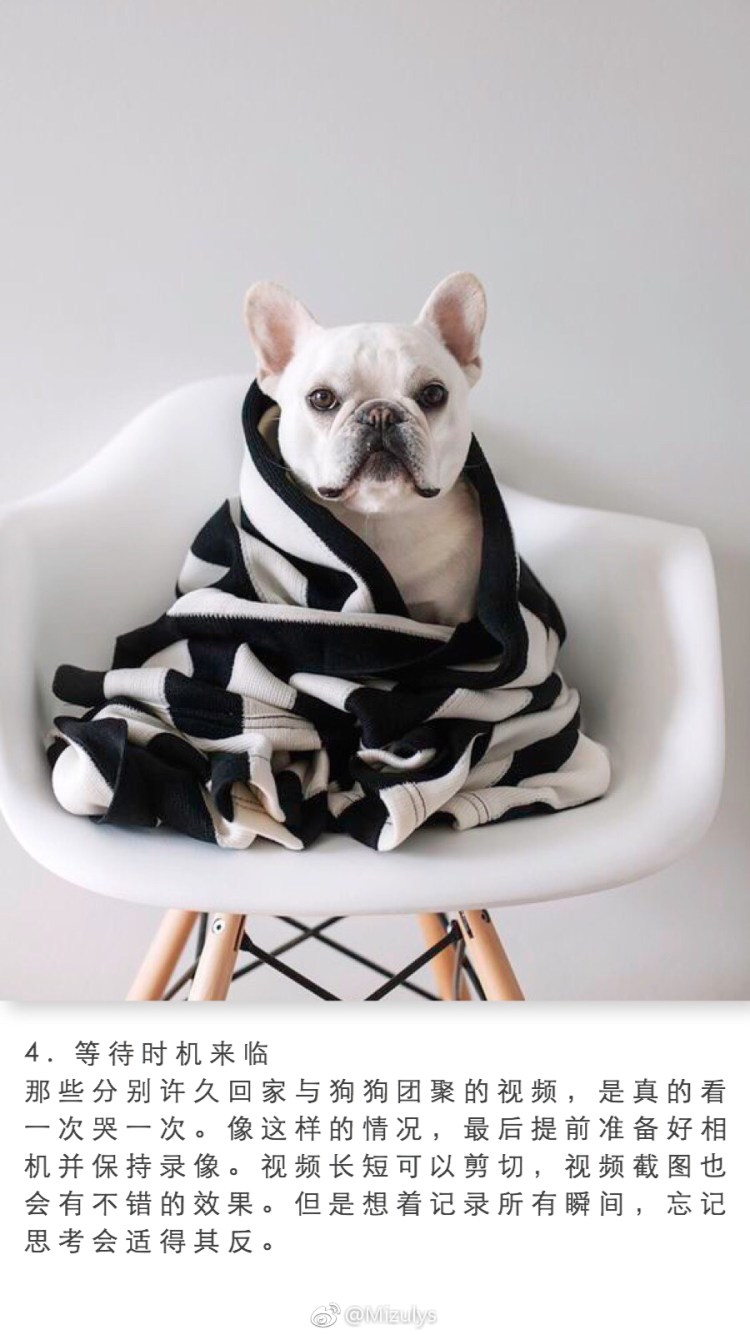 Французский бульдог окрас бабочка