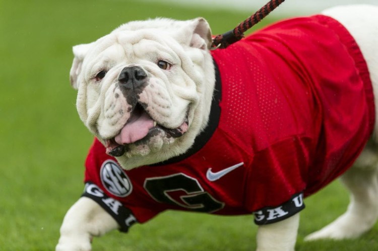 Французский бульдог с маской на морде