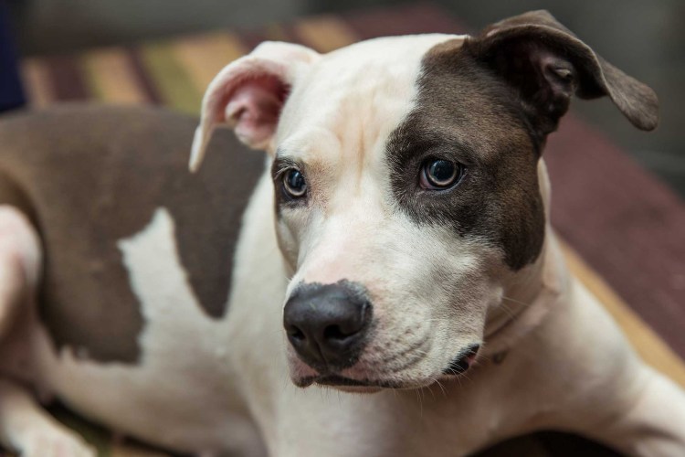 Стаффордширский терьер белый