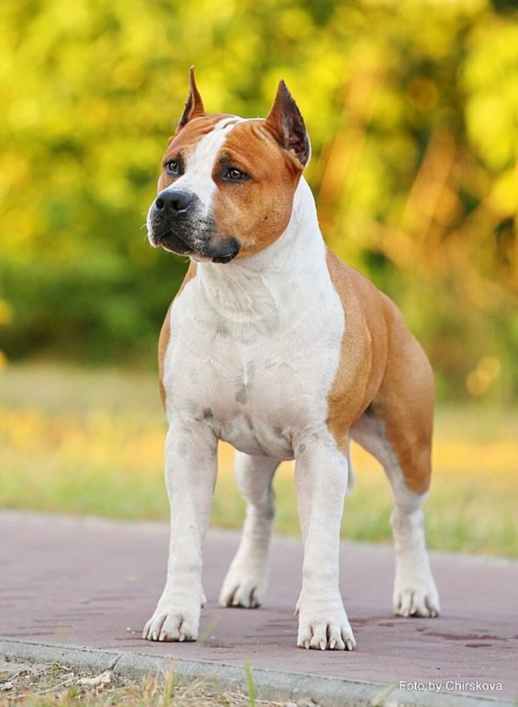 Американский стаффордширский терьер