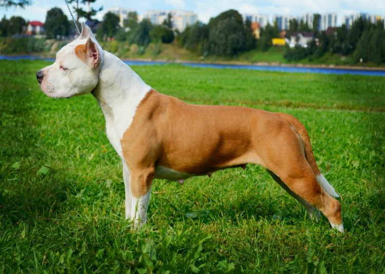 Стаффордширский терьер песочный