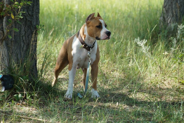 Американский стаффордширский терьер