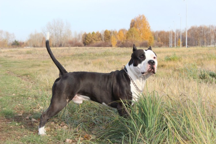 Американский стаффордширский терьер
