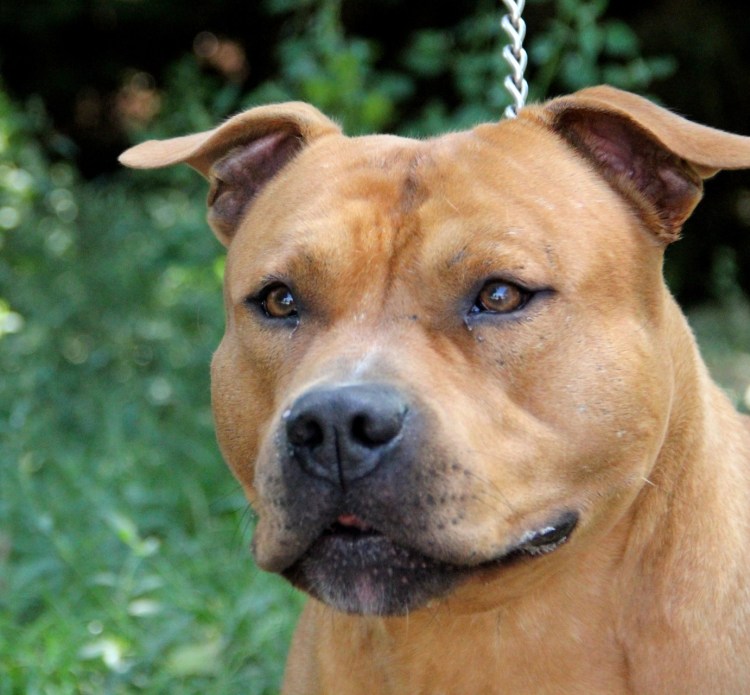 Стаффордширский терьер альбинос