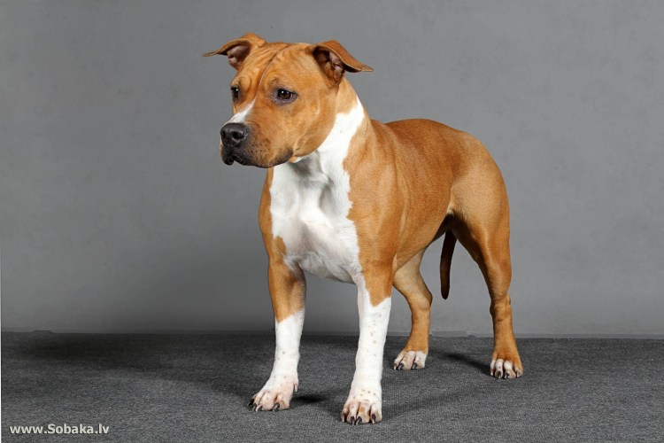 Аргентинский стаффордширский терьер