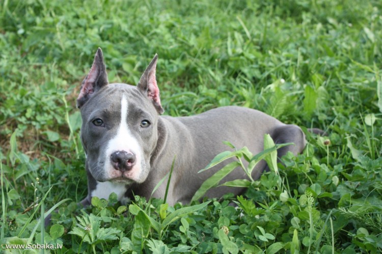 Американский стафф терьер фото