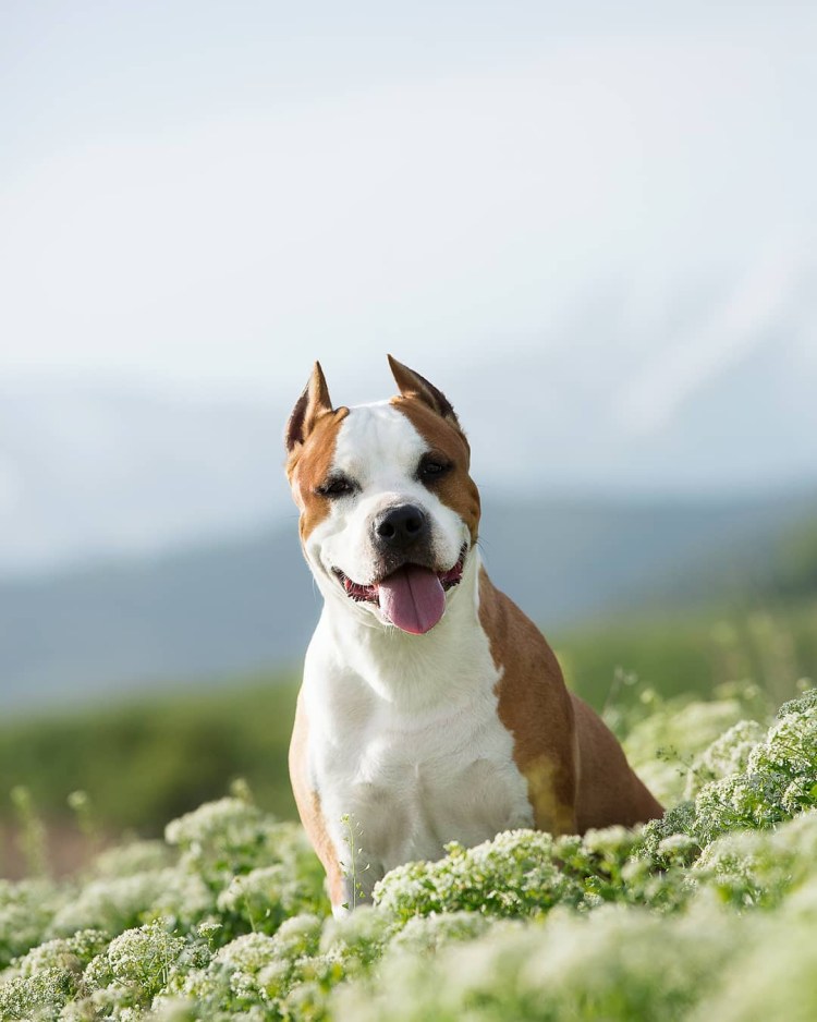 Печеночный амстафф