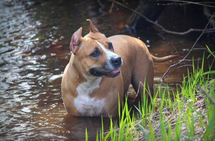 Стаффордширский терьер амстафф