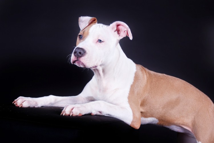 Американский стаффордширский терьер