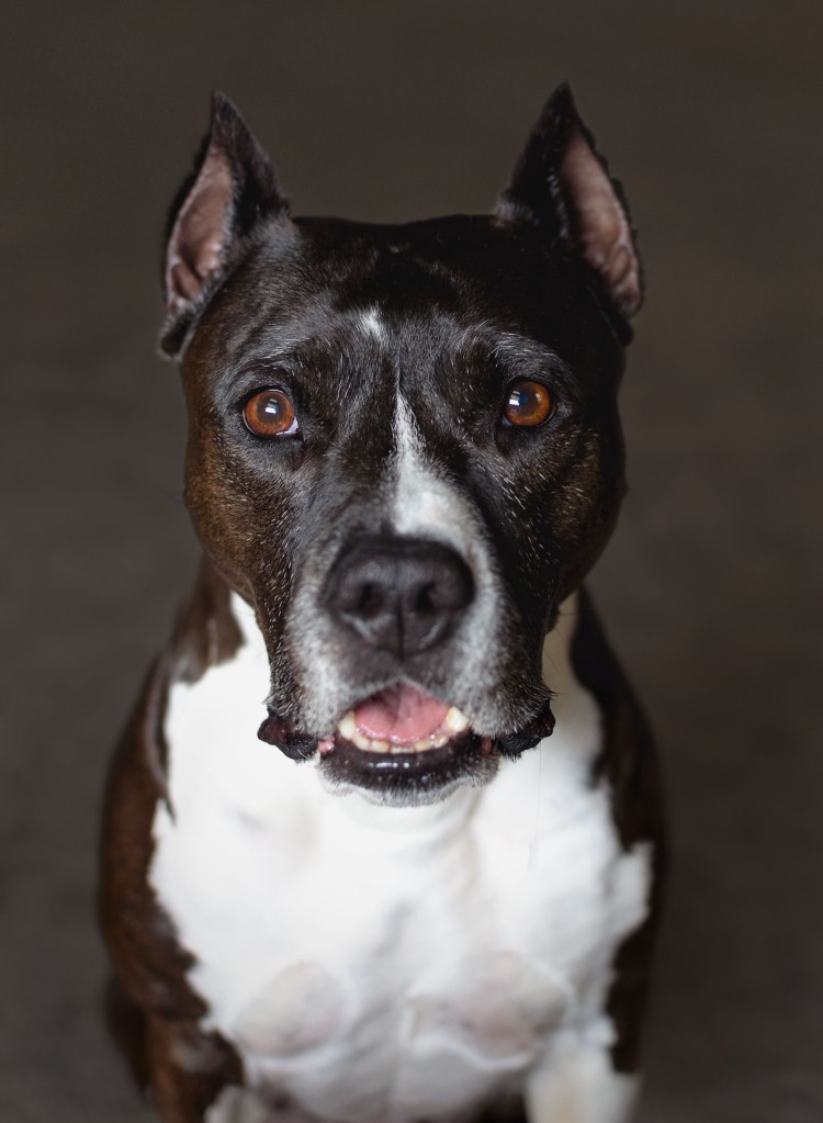 Американский стаффордширский терьер