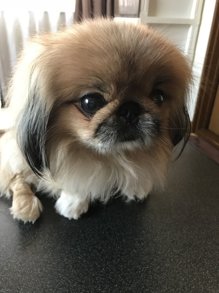 Королевский Пекинес