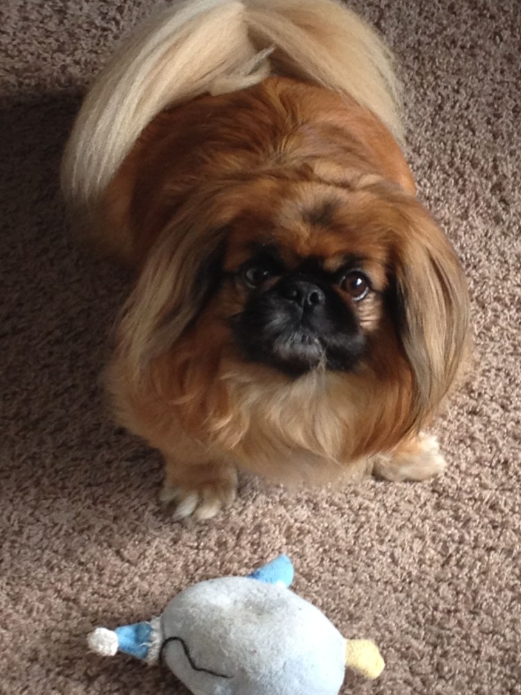 Бойцовский Пекинес