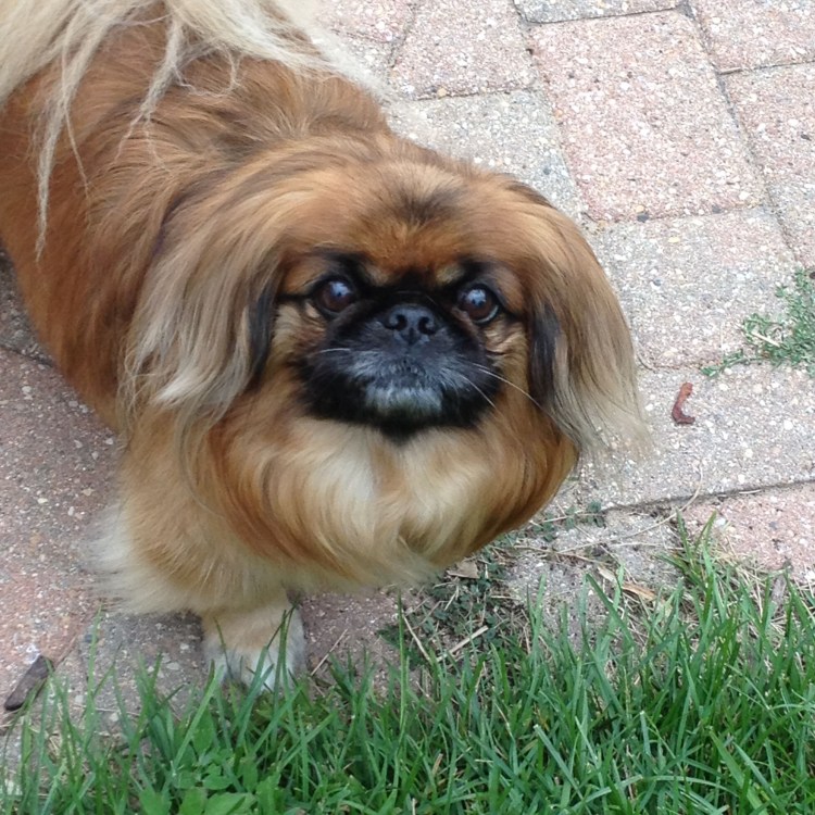 Императорский Пекинес