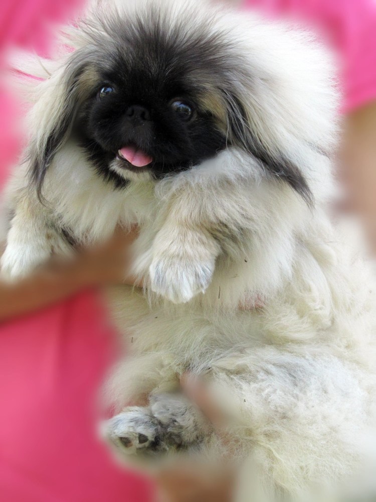 Собачка Пекинес