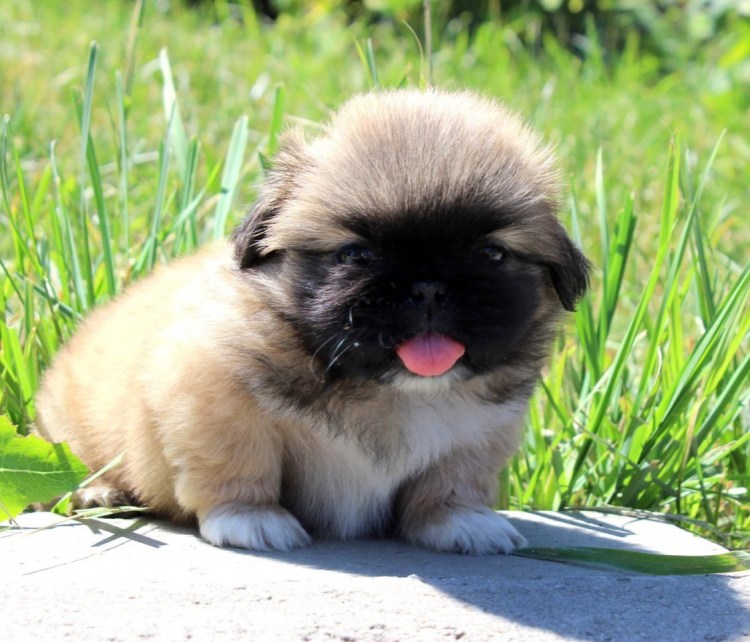 Императорский Пекинес