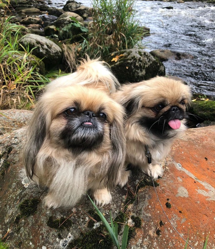 Императорский Пекинес