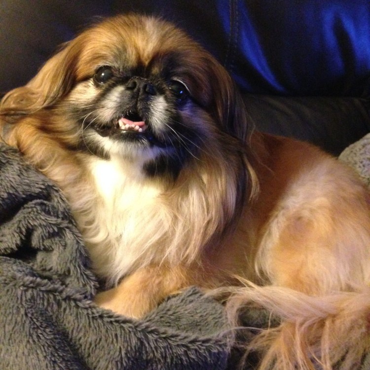 Собачка Пекинес