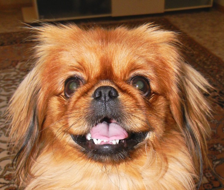 Собачка Пекинес