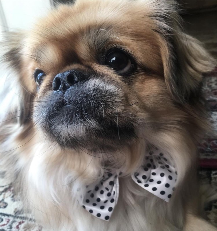 Пекинес рыжий