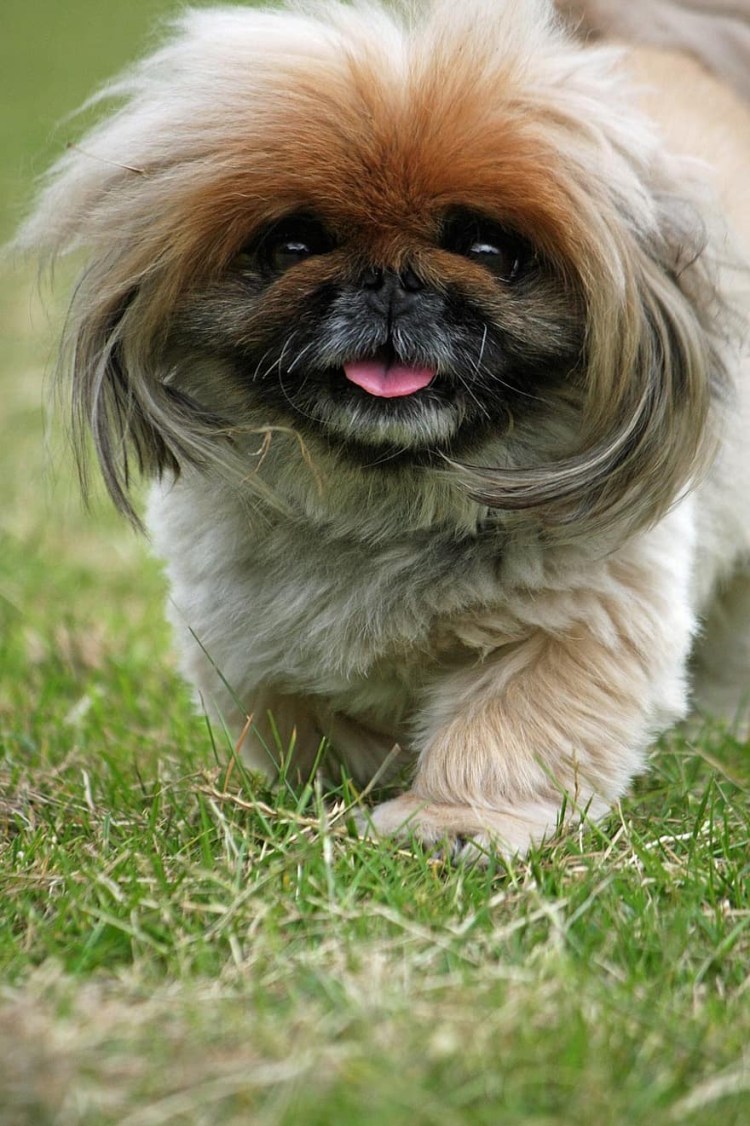 Пекинес Хин