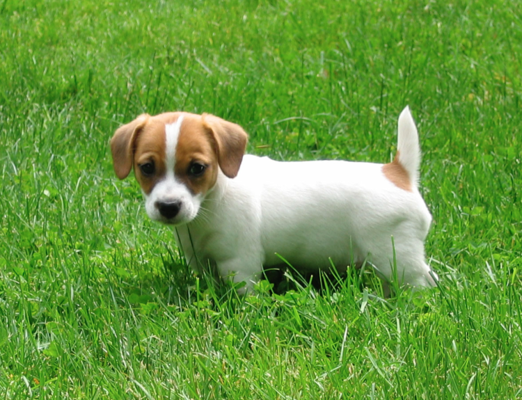 Рич Рассел терьер