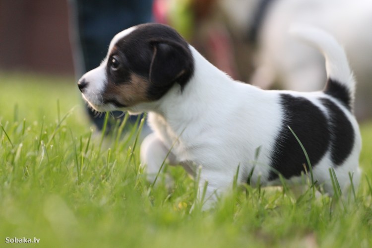 Рич Рассел терьер