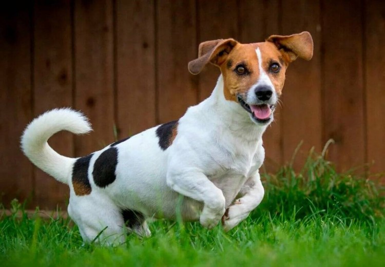 Джек Рассел терьер щенок альбинос