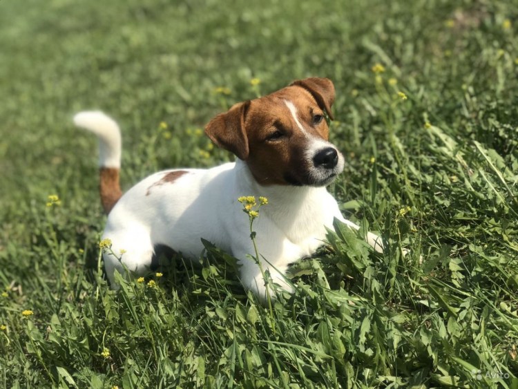 Джек-Рассел-терьер Майло