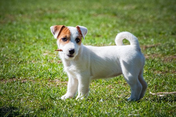 Порода Джек Рассел терьер