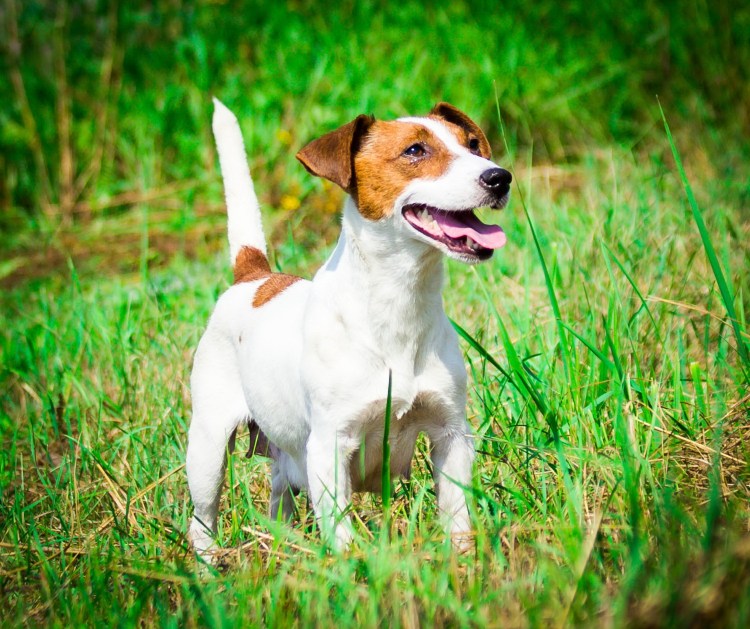 Парсон Рассел терьер гладкошерстный