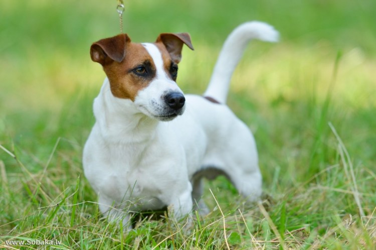 Джек-Рассел-терьер жесткошерстный