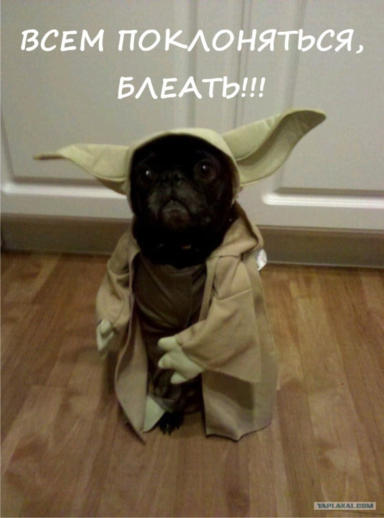 Мышь в тапке