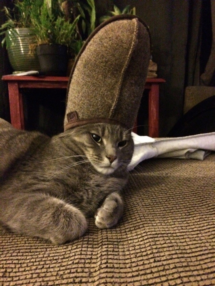 Смешные виноватые животные