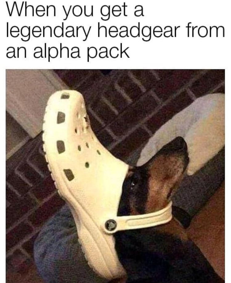 Чихуахуа растаман