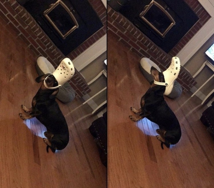 Смешные колли