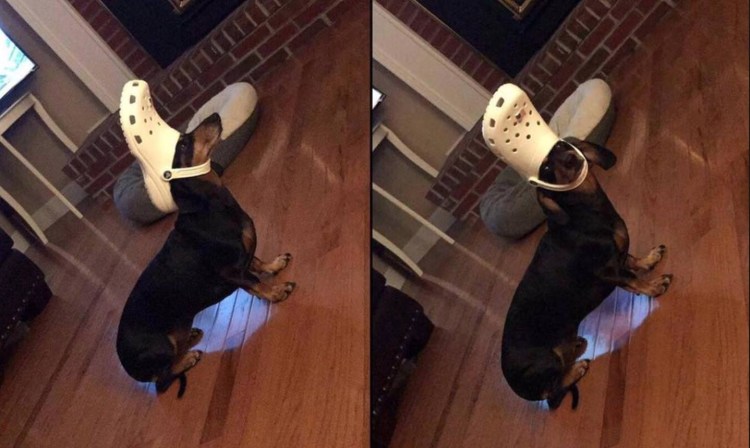 Такса Харлсо