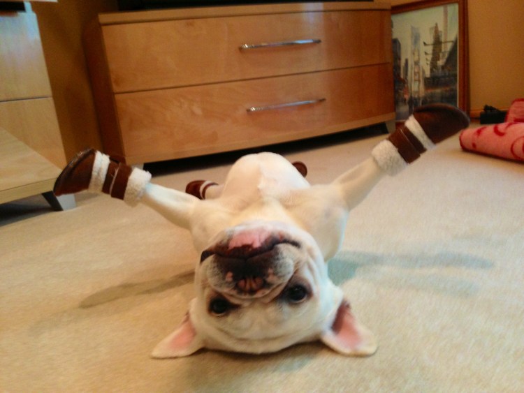 Мопс в шапочке