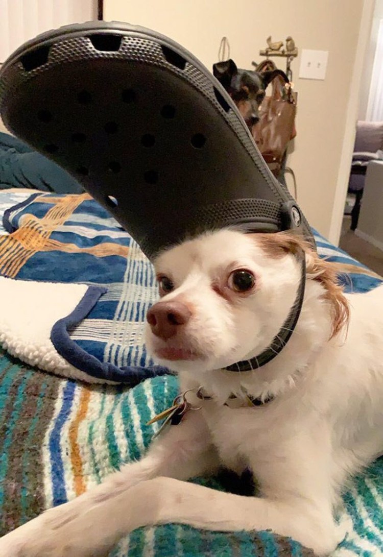 Собака в кроксах на голове